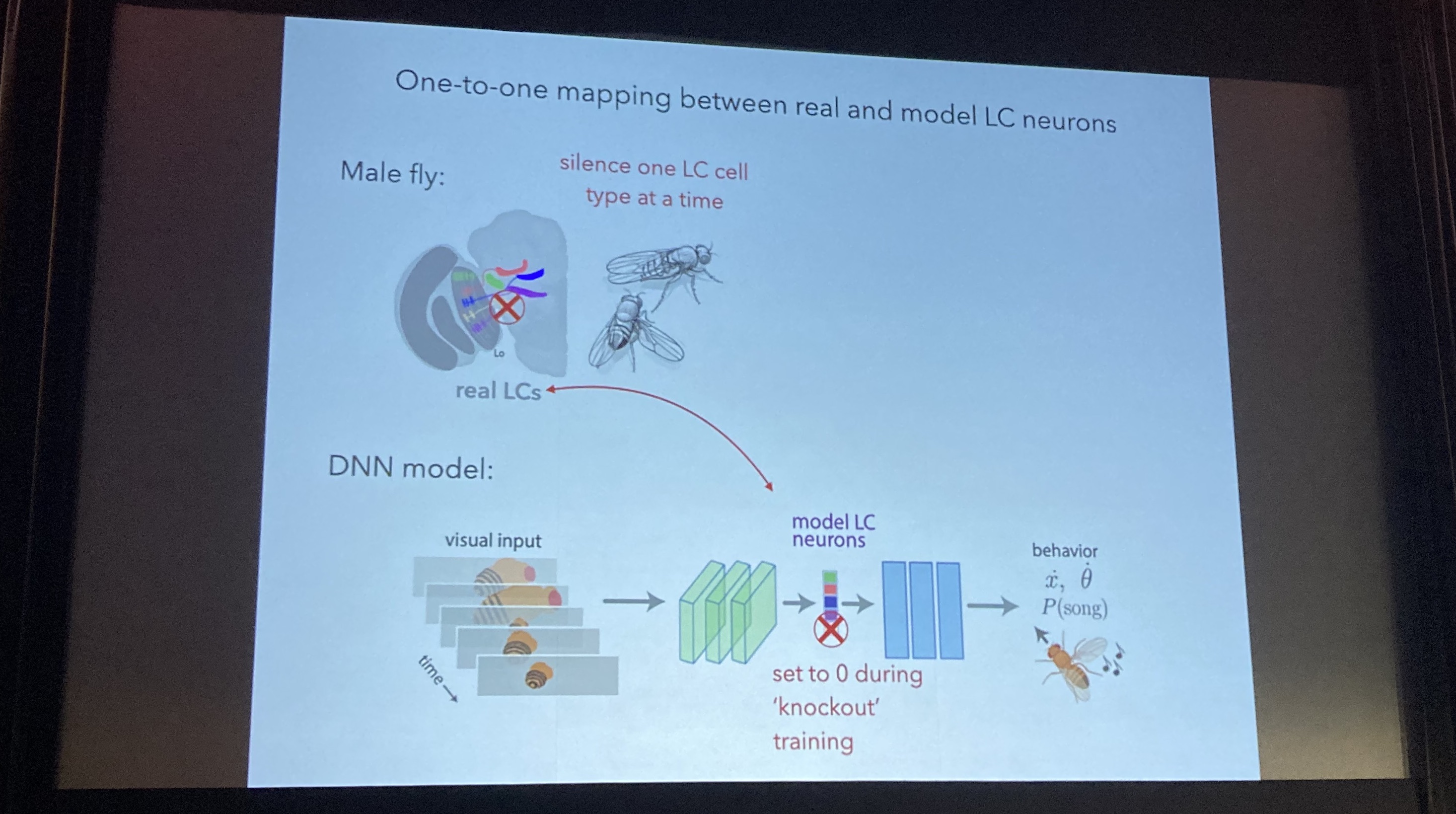 Sabera Talukder Trends in Computational Neuroscience: Cosyne 2022 - ANN to BNN LC Neurons