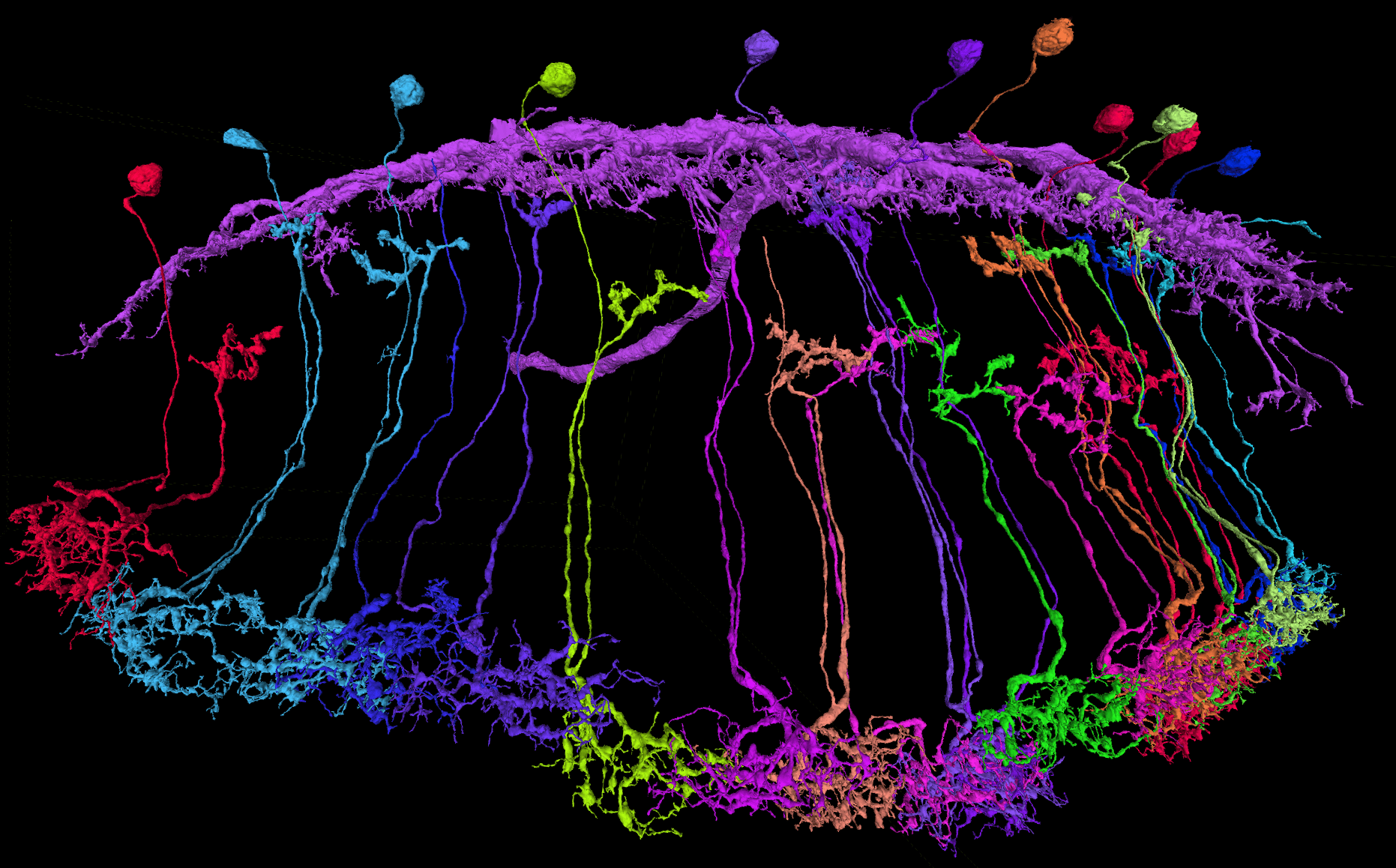 Sabera Talukder Trends in Computational Neuroscience: Cosyne 2022 - Drosophila flywire.ai