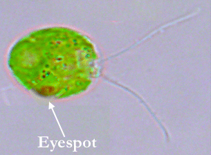 Picture of Chlamydomonas reinhardtii. Whose opsins were heavily used in optogenetics