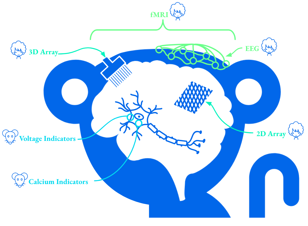 categories of neural prostheses: central nervous system, or peripheral nervous system, invasive or non-invasive. Where brain machine interfaces, brain computer interfaces, and neural prosthetics fall