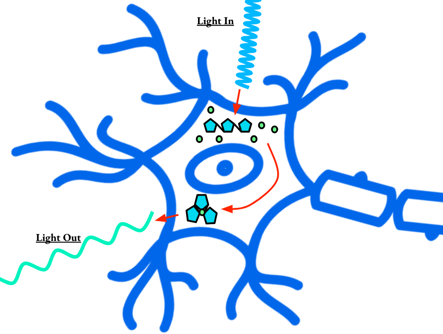 categories of neural prostheses: central nervous system, or peripheral nervous system, invasive or non-invasive. Where brain machine interfaces, brain computer interfaces, and neural prosthetics fall