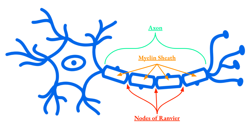 categories of neural prostheses: central nervous system, or peripheral nervous system, invasive or non-invasive. Where brain machine interfaces, brain computer interfaces, and neural prosthetics fall