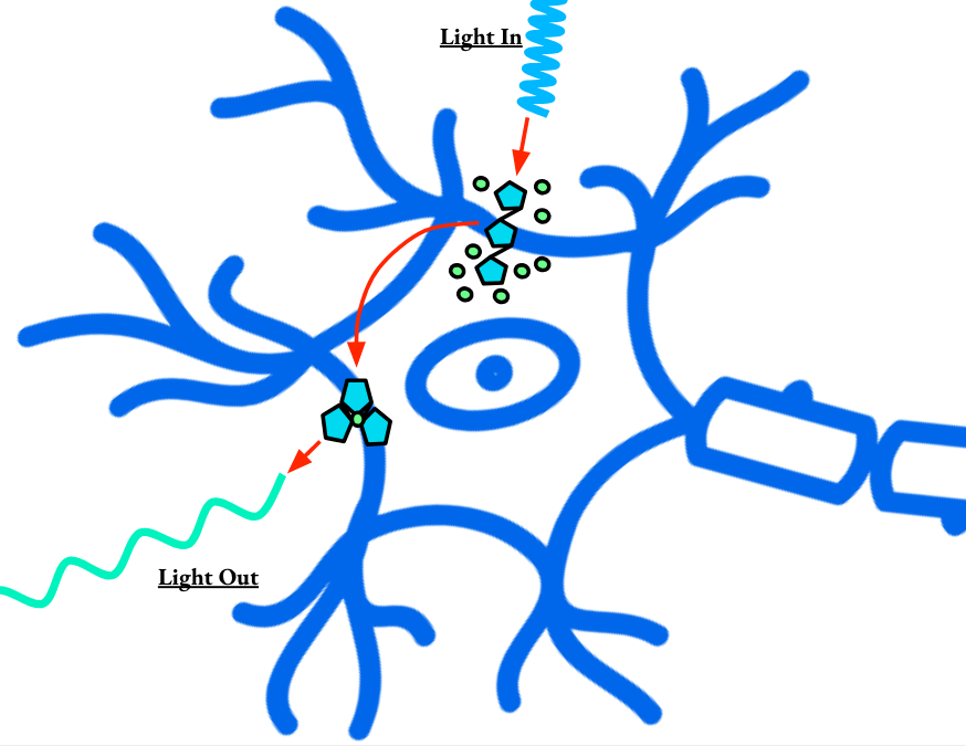 categories of neural prostheses: central nervous system, or peripheral nervous system, invasive or non-invasive. Where brain machine interfaces, brain computer interfaces, and neural prosthetics fall